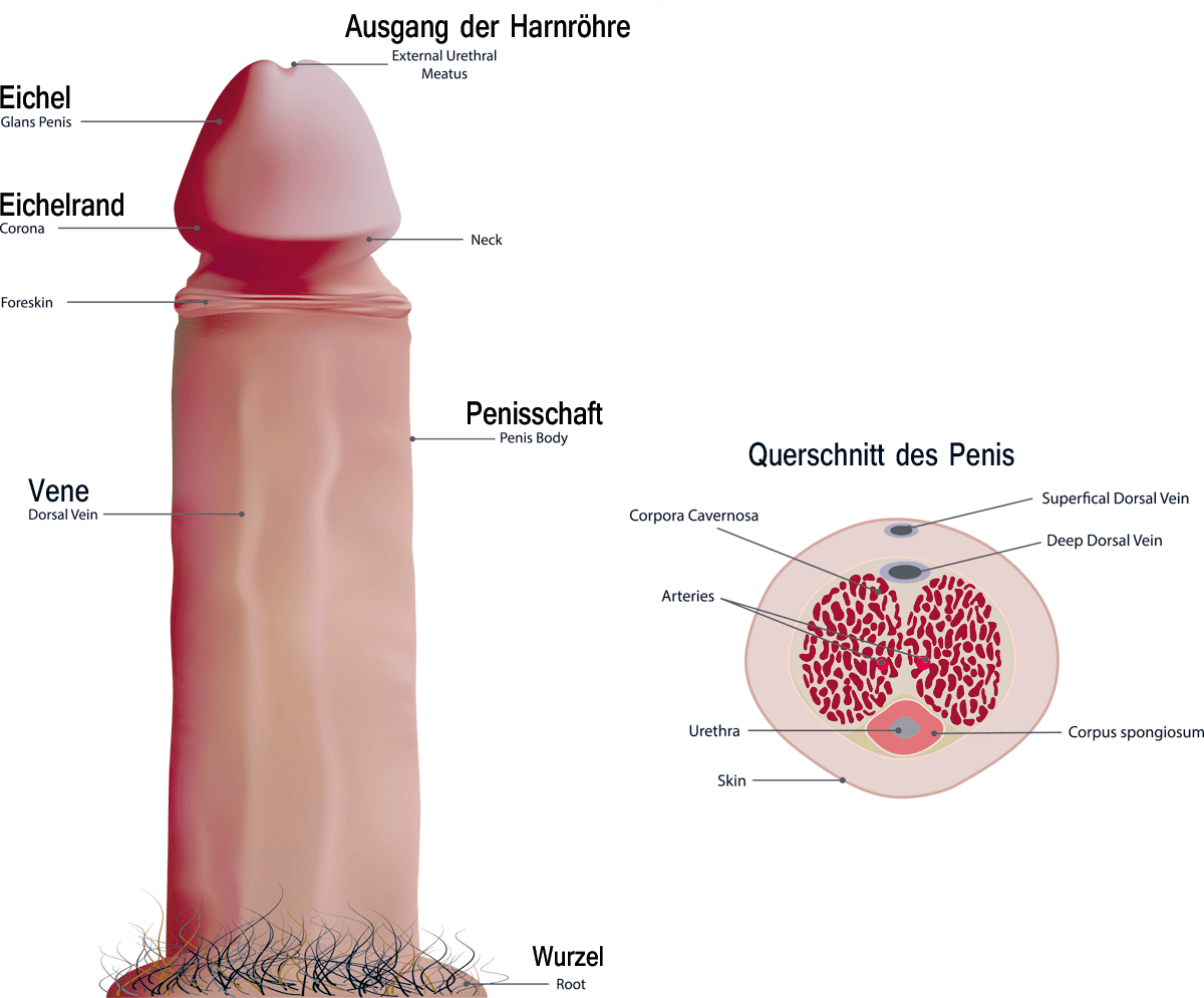 Penis männer nackt steifen mit Jungs